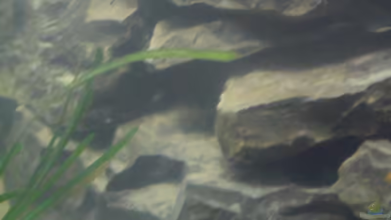 Dekoration im Aquarium Mbuna´s Place von Marde (4)