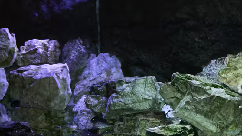 Dekoration im Aquarium Mbunas Traum von Dirkan (4)