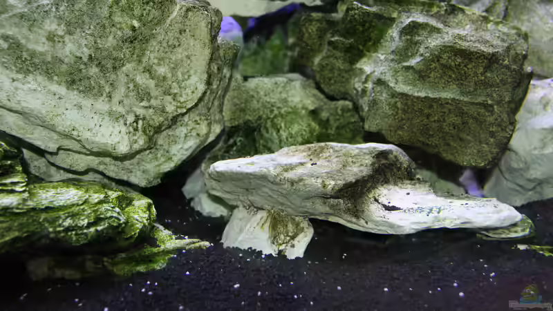 Dekoration im Aquarium Mbunas Traum von Dirkan (5)