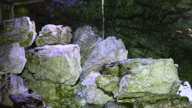 Dekoration im Aquarium Mbunas Traum von Dirkan (6)