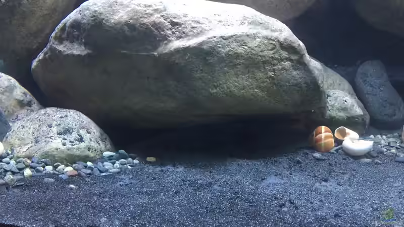 Dekoration im Aquarium Mdima mchenga von TheToxicAvenger (20)