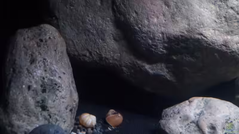 Dekoration im Aquarium Mdima mchenga von TheToxicAvenger (21)