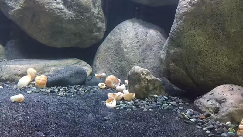 Dekoration im Aquarium Mdima mchenga von TheToxicAvenger (22)