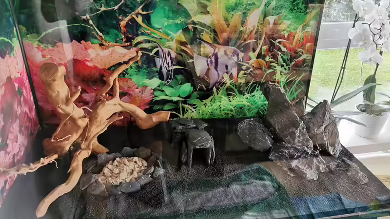 Dekoration im Aquarium MEDUZA - Paradise von Borisson (8)