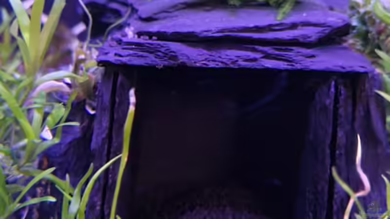 Dekoration im Aquarium MEDUZA - Paradise von Borisson (9)