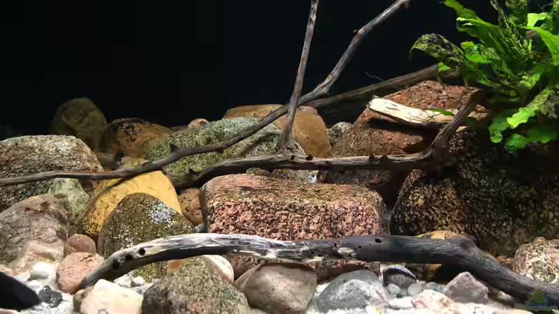 Dekoration im Aquarium Meeki Aquarium (aufgelöst) von Lutten81 (12)