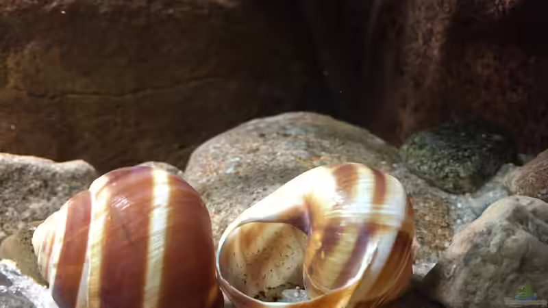 Dekoration im Aquarium Meeki Aquarium (aufgelöst) von Lutten81 (13)