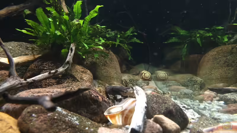 Dekoration im Aquarium Meeki Aquarium (aufgelöst) von Lutten81 (16)