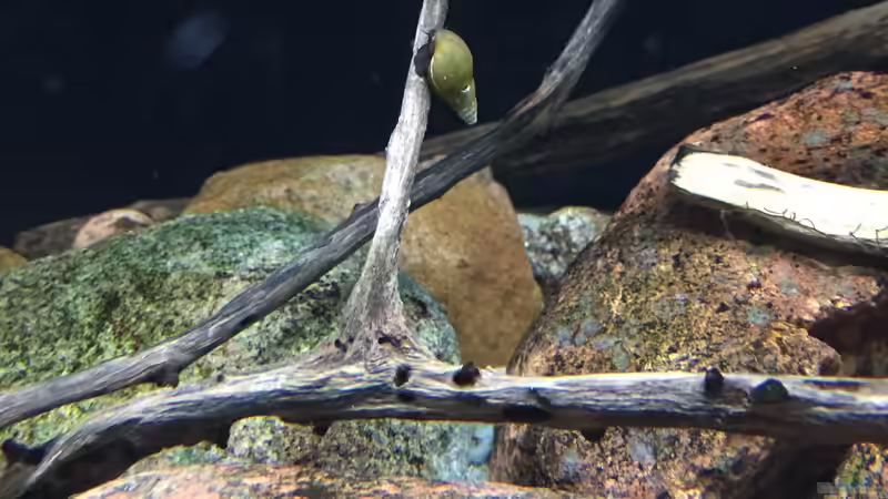 Dekoration im Aquarium Meeki Aquarium (aufgelöst) von Lutten81 (17)