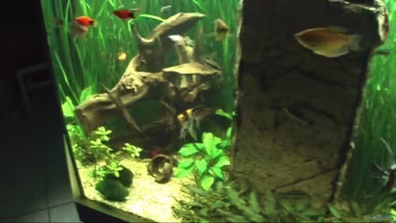 Dekoration im Aquarium Meerwasseer Achteckbecken als Raumteiler von Wallenstein (5)