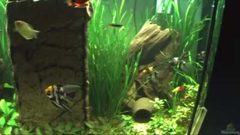 Dekoration im Aquarium Meerwasseer Achteckbecken als Raumteiler von Wallenstein (6)