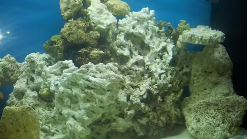 Dekoration im Aquarium Meerwasser Aquarium von Christian Höse (16)