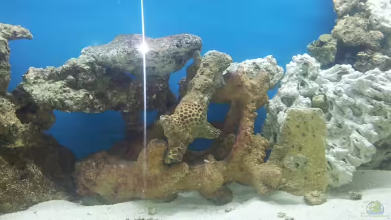 Dekoration im Aquarium Meerwasser Aquarium von Christian Höse (17)