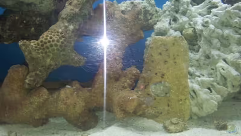 Dekoration im Aquarium Meerwasser Aquarium von Christian Höse (18)