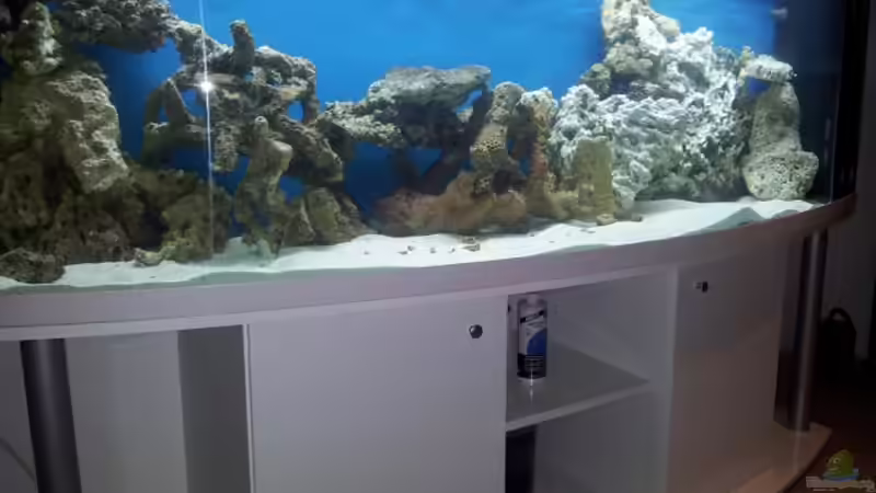 Dekoration im Aquarium Meerwasser Aquarium von Christian Höse (19)