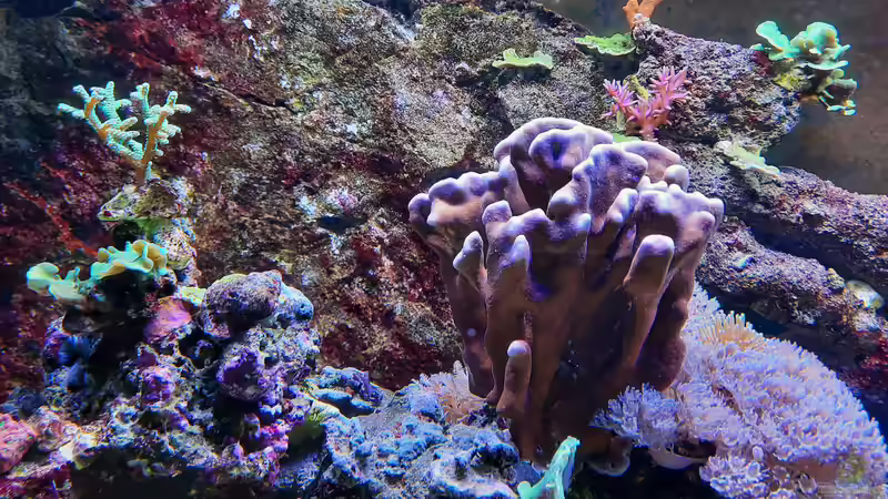 Dekoration im Aquarium Meerwasseraquarium von carkl (7)