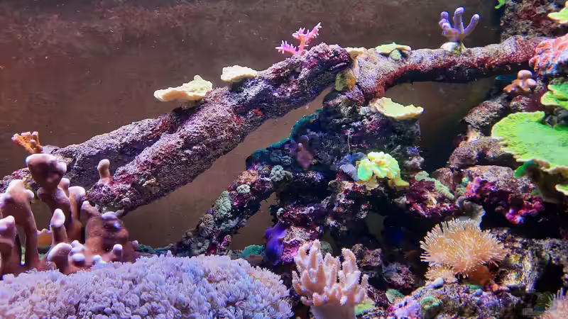 Dekoration im Aquarium Meerwasseraquarium von carkl (8)