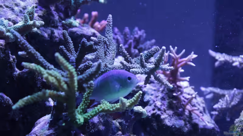 Dekoration im Aquarium Meerwasseraquarium von Hippi013 (48)