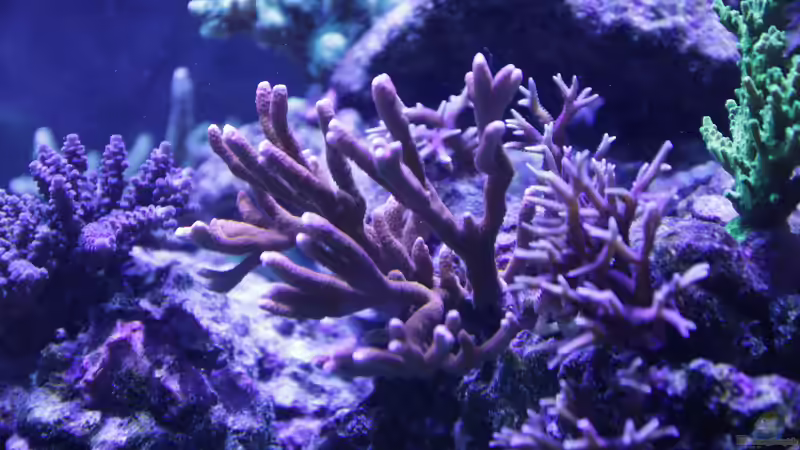 Dekoration im Aquarium Meerwasseraquarium von Hippi013 (49)