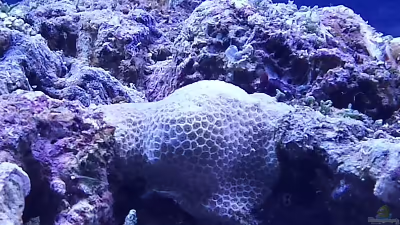 Dekoration im Aquarium Meerwasseraquarium von Wolfgang K. (32)