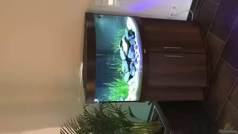 Dekoration im Aquarium Mein 1. Tanganjikasee-Becken von flip (3)