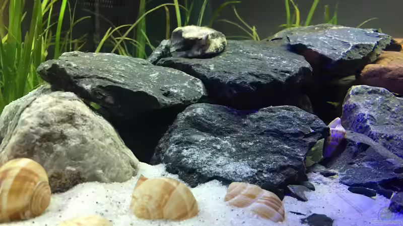 Dekoration im Aquarium Mein 1. Tanganjikasee-Becken von flip (4)