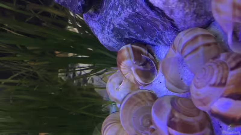 Dekoration im Aquarium Mein 1. Tanganjikasee-Becken von flip (5)