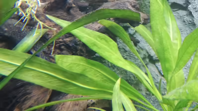 Dekoration im Aquarium Mein 1.Aquarium von Sabrina_St (10)