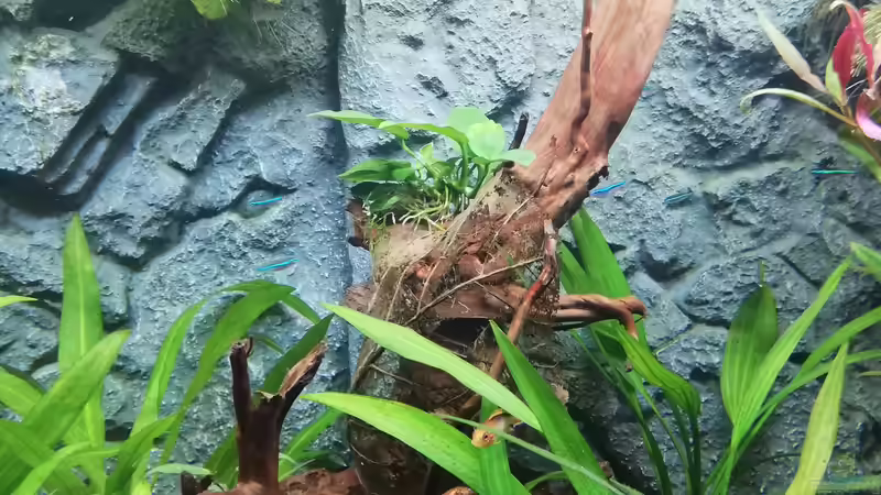 Dekoration im Aquarium Mein 1.Aquarium von Sabrina_St (7)
