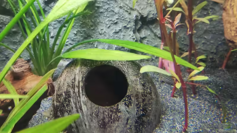 Dekoration im Aquarium Mein 1.Aquarium von Sabrina_St (8)
