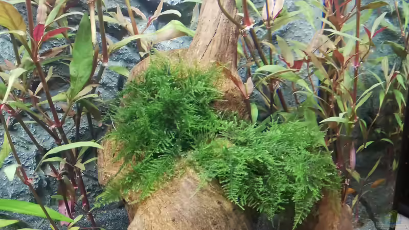 Dekoration im Aquarium Mein 1.Aquarium von Sabrina_St (9)