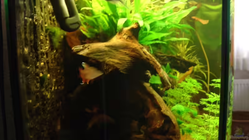 Dekoration im Aquarium mein 1.Becken von Fohlenpower (6)