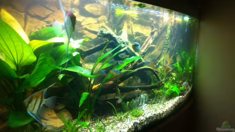 Dekoration im Aquarium Mein 450l Amazonasbecken von Redül (6)