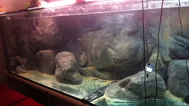 Dekoration im Aquarium Mein altes Malawi von Dynnarts (21)