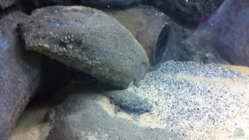 Dekoration im Aquarium Mein altes Malawi von Dynnarts (22)