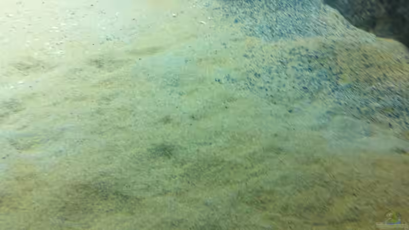 Dekoration im Aquarium Mein altes Malawi von Dynnarts (24)