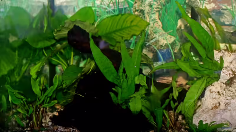 Dekoration im Aquarium Mein Aquarium von Jürgen Hust (2)