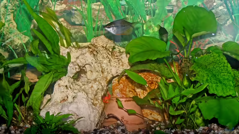 Dekoration im Aquarium Mein Aquarium von Jürgen Hust (3)