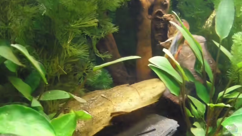 Dekoration im Aquarium Mein Aquarium von pary (8)