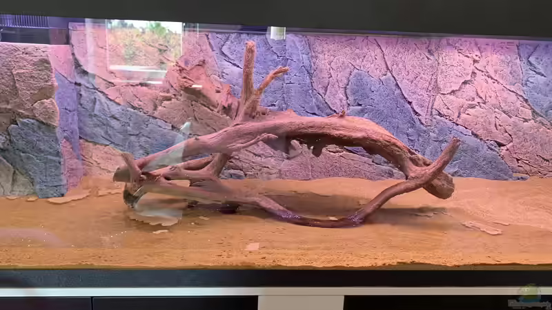 Dekoration im Aquarium Mein Discustraum von AquaAndy (5)