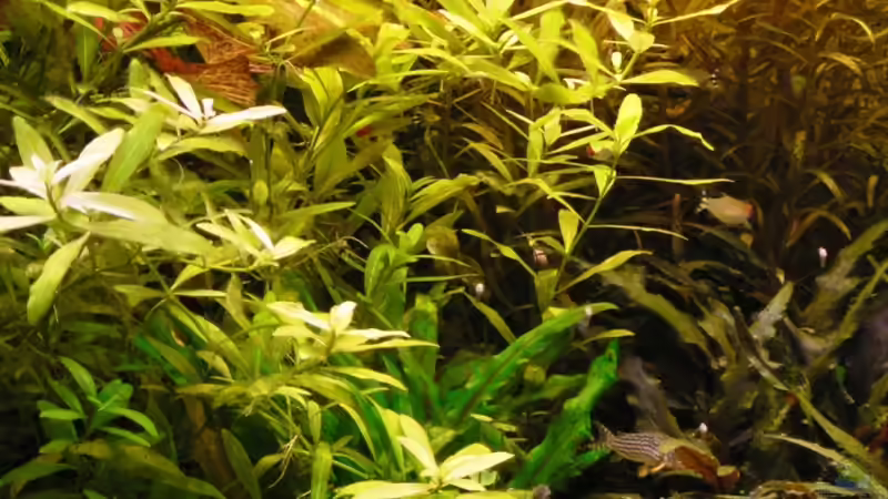 Dekoration im Aquarium Mein Diskusbecken (aufgelöst) von Der Nicky (33)