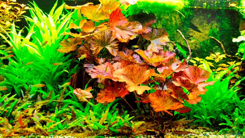 Dekoration im Aquarium Mein Diskusbecken (aufgelöst) von Der Nicky (35)