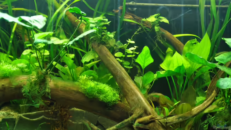 Dekoration im Aquarium Mein eigenes Stück Amazonas von Andy90 (19)
