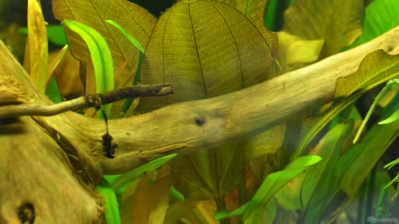 Dekoration im Aquarium Mein eigenes Stück Amazonas von Andy90 (20)