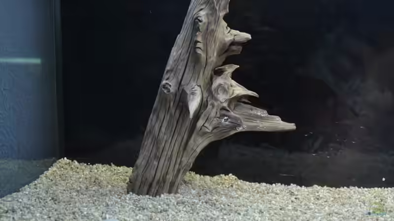 Dekoration im Aquarium Mein eigenes Stück Amazonas von Andy90 (25)