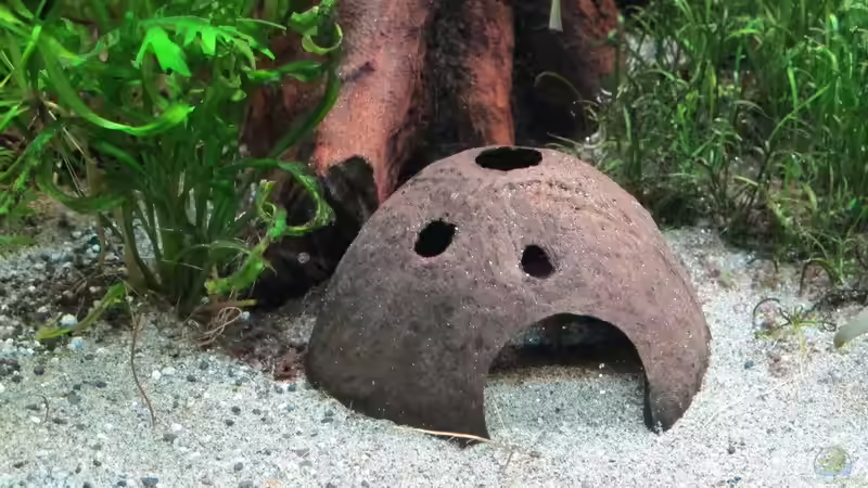 Dekoration im Aquarium mein eingebautes (AUFGELÖST) von Sarah (26)