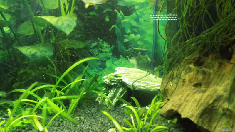 Dekoration im Aquarium Mein erstes Becken von aqua david (17)