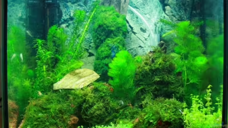 Dekoration im Aquarium mein erstes Garni Becken von Flo1104 (7)