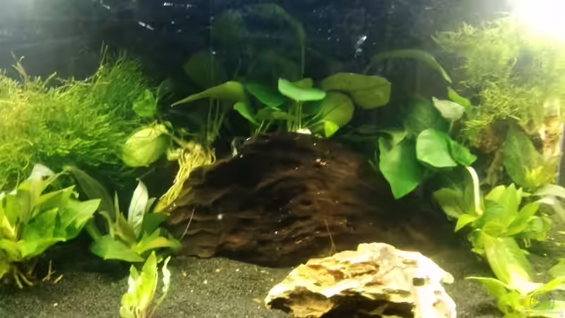 Dekoration im Aquarium Mein erstes Nano von Fischflüsterer (6)