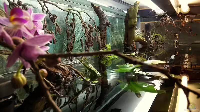 Dekoration im Aquarium Mein erstes Schwarzwasserbecken von wid (11)